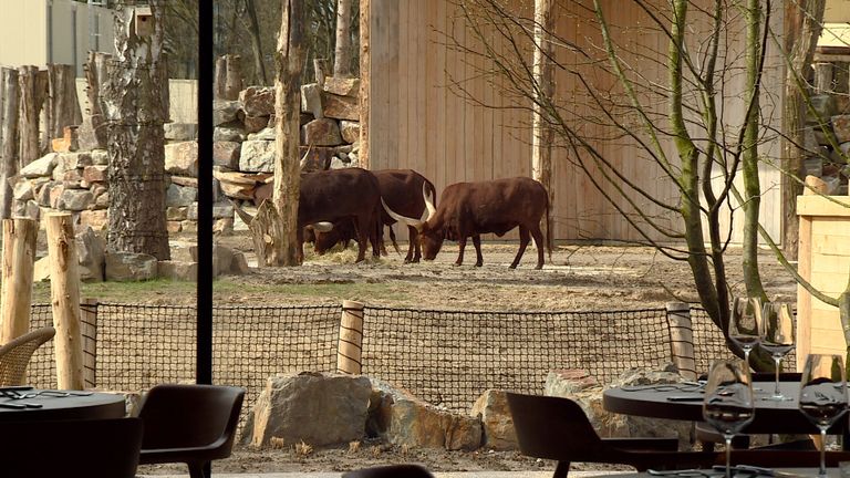 Uitzicht op watusirunderen vanuit het restaurant (foto: Omroep Brabant).