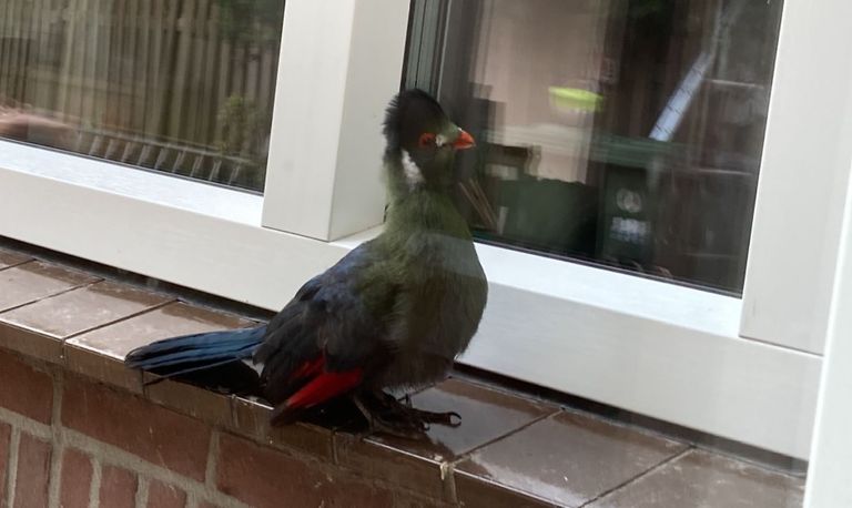 Deze vogel werd gespot door Jeanne van Knegsel.