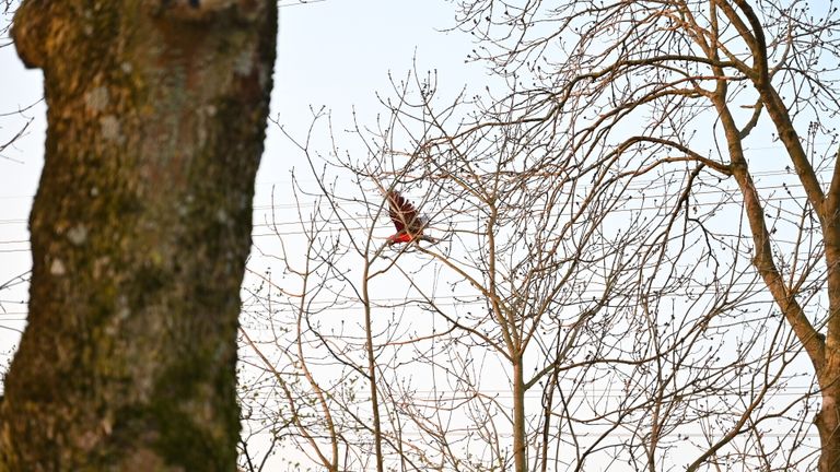 De ara laat zich niet makkelijk vangen in Breda (foto: Perry Roovers/SQ Vision).