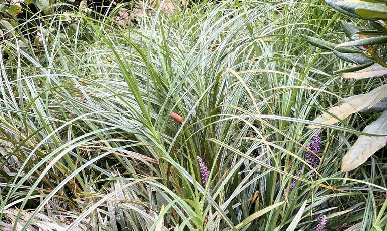 Liriope muscari (foto: Erna van de Dungen).