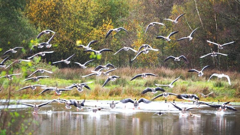 Opvliegende grauwe ganzen (foto: Ciel Saris).