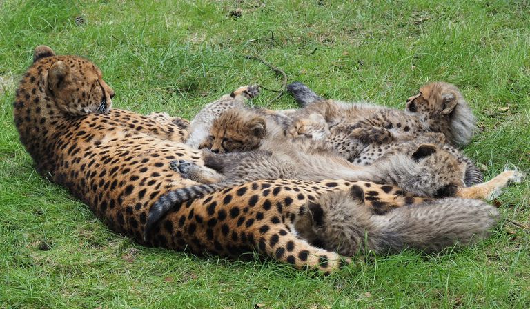 (foto: Beekse Bergen/Mariska Vermij - van Dijk).