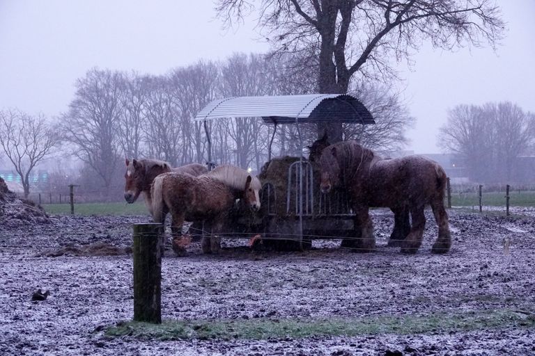 Paarden in de sneeuw (foto: Ben Saanen).