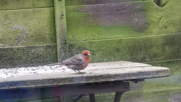 Een Mexicaanse roodmus (foto: Begga Steggink).