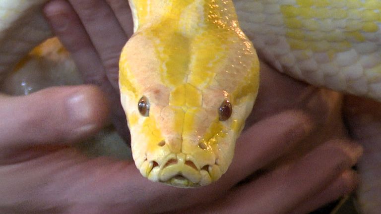 De albino tijgerpython van Rogier van Rossem (foto: Raoul Cartens).