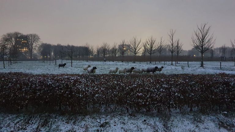 Gelukkig hebben deze schapen in Tilburg een dikke huid (foto: Nolda van Dongen).
