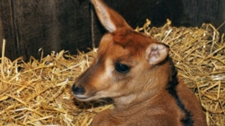 Suus de zwarte paard antilope moet nog op stal blijven (foto: Beekse Bergen/Mariska Vermij - van Dijk).