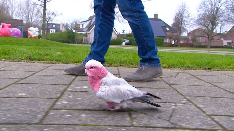 Kaketoe Pablo wandelt braaf met z'n baasje mee (foto: Omroep Brabant).