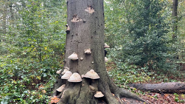 Extreme wildpluk veroorzaakt schade aan het bos (foto: Omroep Brabant).