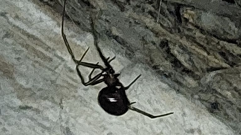 Een grote_steatoda (foto: Gerben van de Louw).