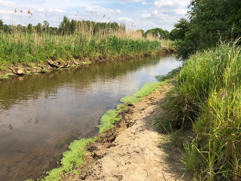 Aan de oever van de Dommel is duidelijk te zien dat het water erg laag staat