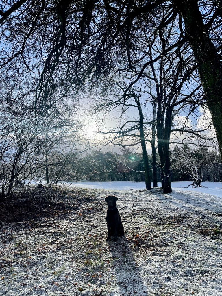 De hond poseert in het sneeuwlandschap in het cadettenkamp bij Teteringen (foto: Diederik Borren).