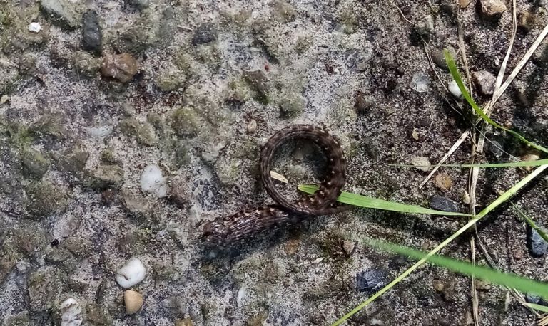 Een kronkelend stukje van een hagedis (foto: Jannie van Tienen).