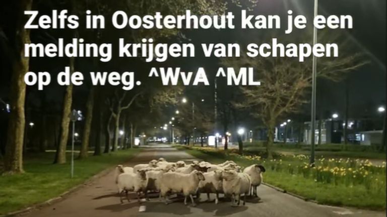 Schapen op de weg in Oosterhout (foto: Instagram wijkagenten Drimmelen).