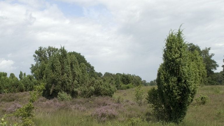 Jeneverbes (foto: Saxifraga/Willem van Kruijsbergen).