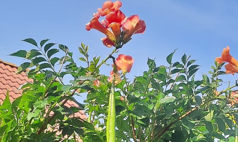 Een trompetbloem (foto: René Wisse).