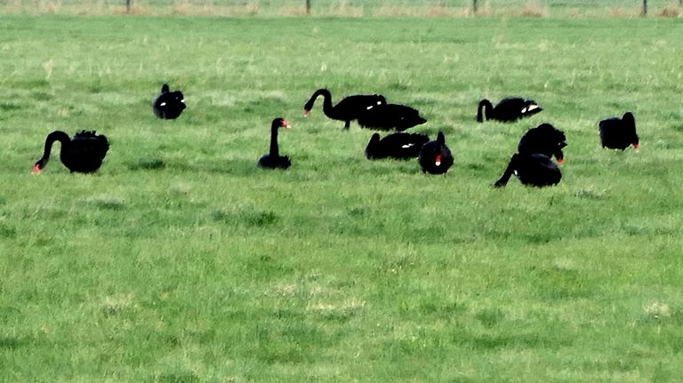 Een grote groep zwarte zwanen (foto: Marianne Wijten).