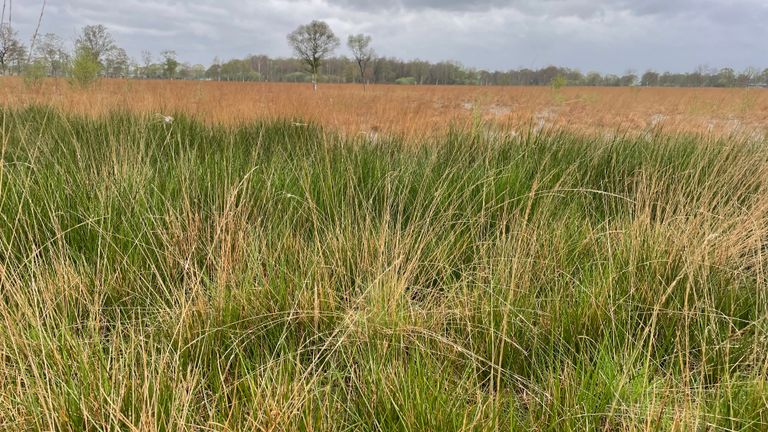 Droogte bedreigt al jaren het hoogveen in De Peel (foto: Imke van de Laar).