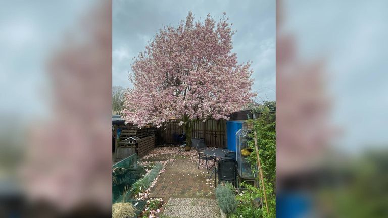 In Someren siert deze hoge magnolia de tuin van Marjon Hoogendijk-Vervoort (foto: Marjon Hoogendijk-Vervoort).