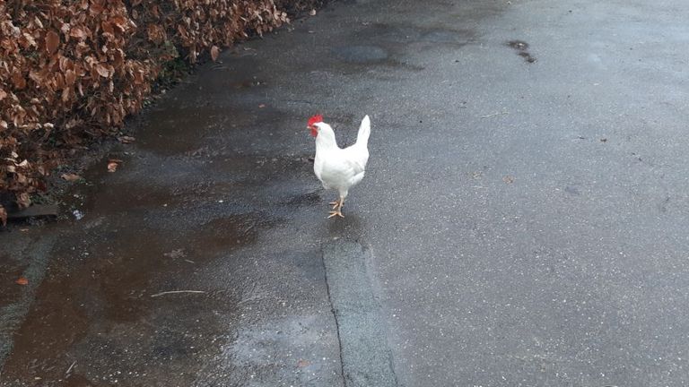 Kippie kwam Ralph altijd begroeten op zijn werk bij de zorgboerderij (foto: Ralph Kwappenberg)