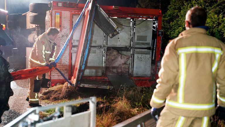 Het bevrijden van de dieren uit de trailer had de nodige voeten in de aarde (foto: SQ Vision).