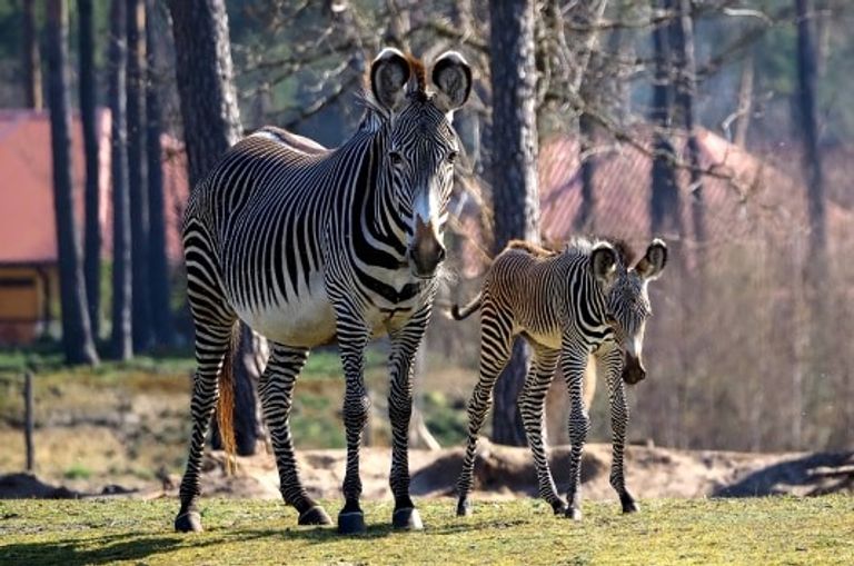 Samburu, één van de pasgeboren zebra's (foto: Safaripark Beekse Bergen).