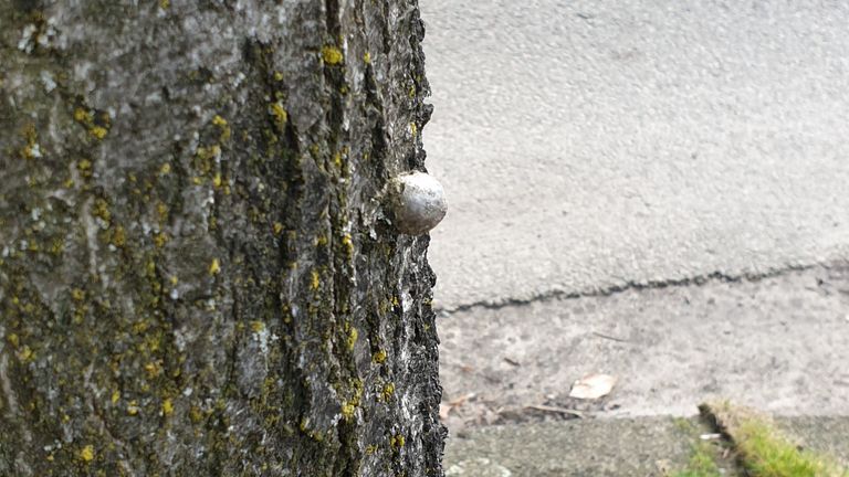 Een vreemde bomenwrat (foto: Gerard Jumpertz). 