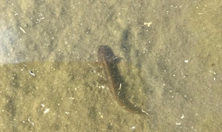 Een salamander (foto: Arno Coomans).