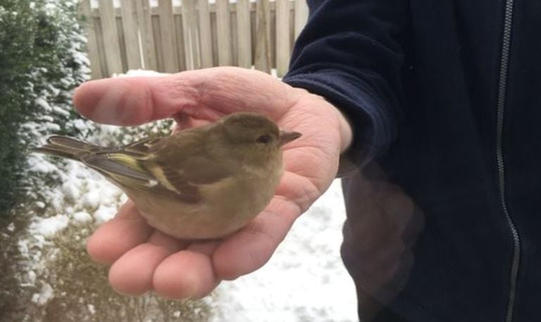 Een vink (foto: Ries van Dorst).