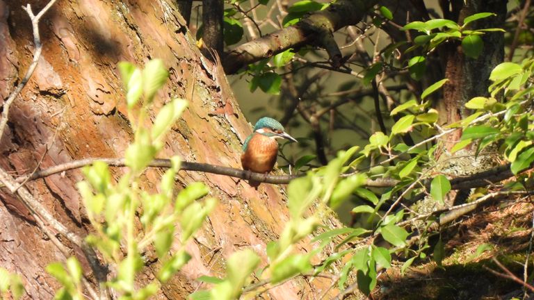 De ijsvogel (foto: Marij van Driel). 