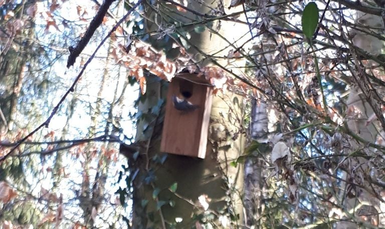 Een boomklever bij een vogelhuisje (foto: Sjannie de Laat).