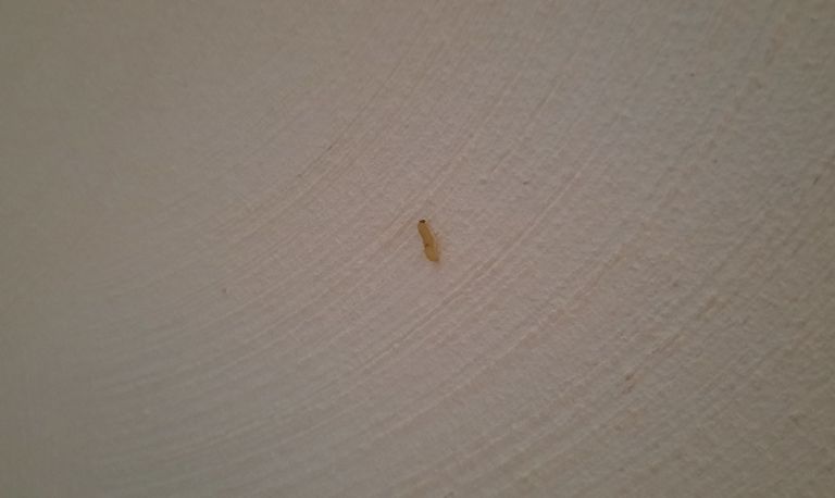 Geen rups, maar een larve van een meelmot oftewel voorraadmot. foto Bernie de Bijl 
