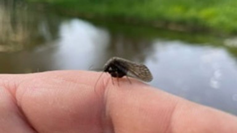 Een steenvlieg (foto: Wilbert Verbruggen).