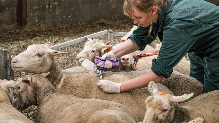 Er werd groots ingezet om schapen te vaccineren tegen blauwtong 