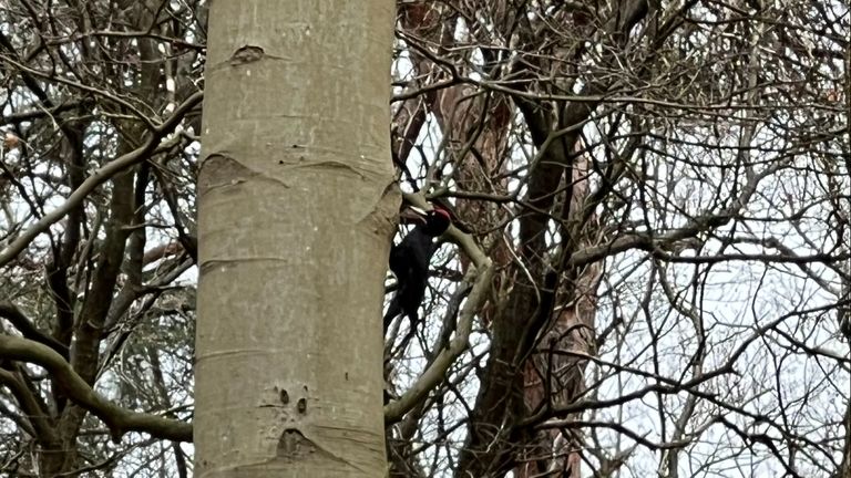 Een zwarte specht in de Oisterwijkse bossen (foto: Simone Fouchier). 