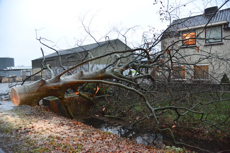 De boom aan de Bosdaldreef in Prinsenbeek beschadigde het dak van een huis tegenover (foto: Perry Roovers/SQ Vision).