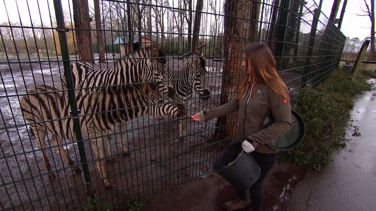 De kosten van het voeren van de tweeduizend dieren blijven gewoon doorlopen. 