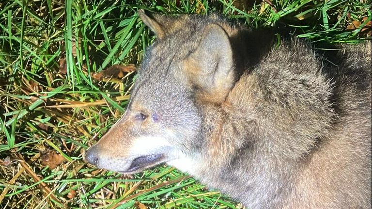 De overleden wolf langs de A4 (foto: Rijkswaterstaat).