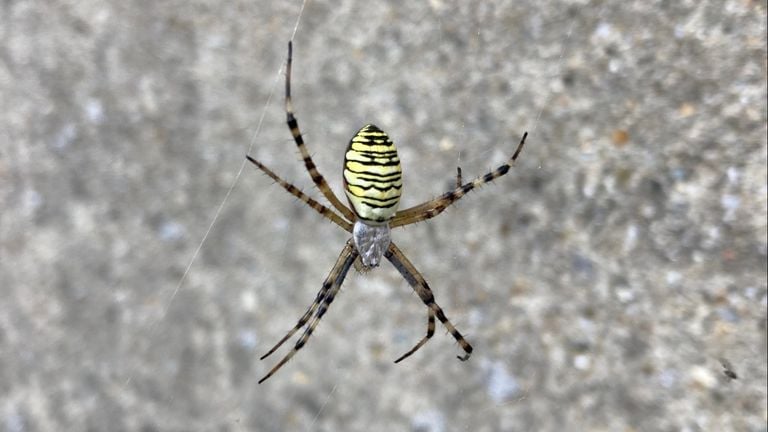 Het vrouwtje van de wespspin (foto: John de Koning).