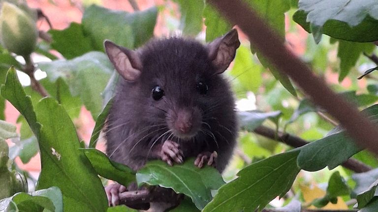 Vanochtend tot verbazing in een Eindhovense tuin in de hibiscus een zwarte rat (foto: Liesje Smolders).