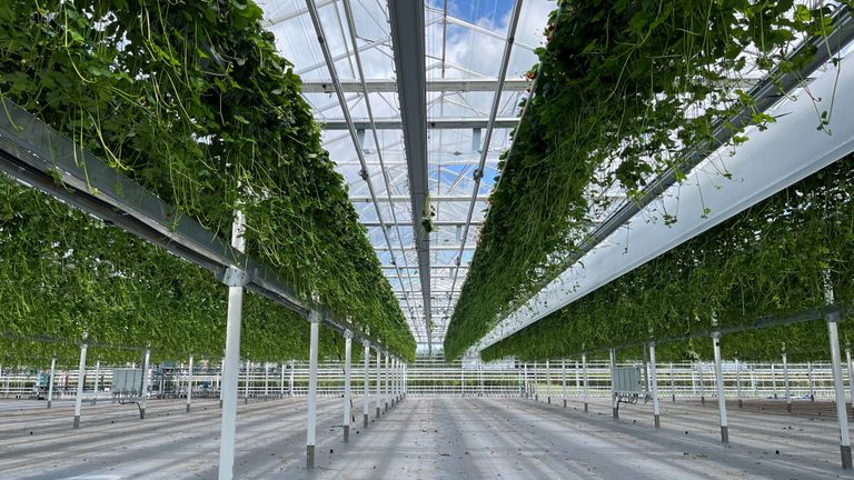 De aardbeienplanten worden in twee lagen gekweekt.