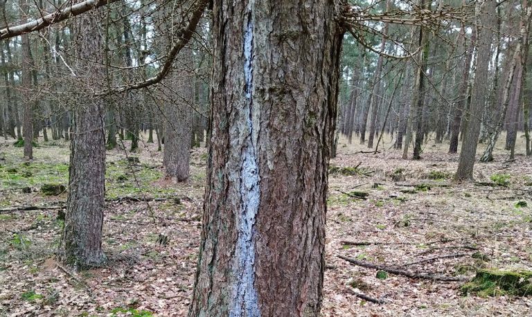 Lichtblauwe verkleuring van hars op een dennenboom (foto: Mariëlle Mutsaers).