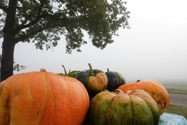 Pompoenen op het land (foto: Ben Saanen).