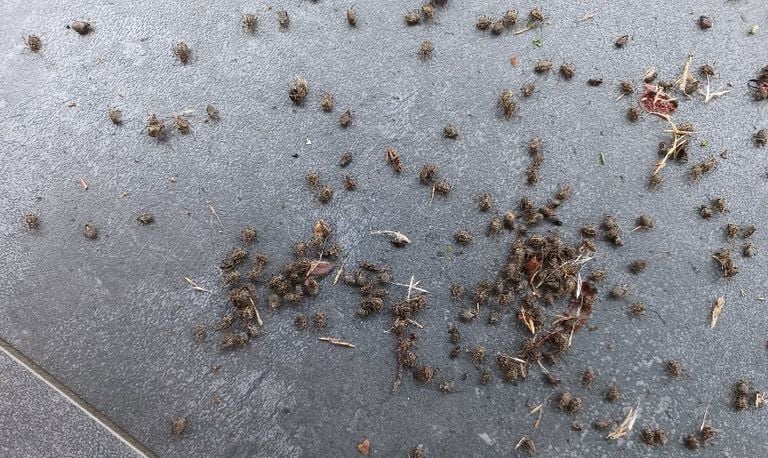 Kleine mestkevers met de naam aphodius contaminatus (foto: Corrie van Rooij-Kerkhof).
