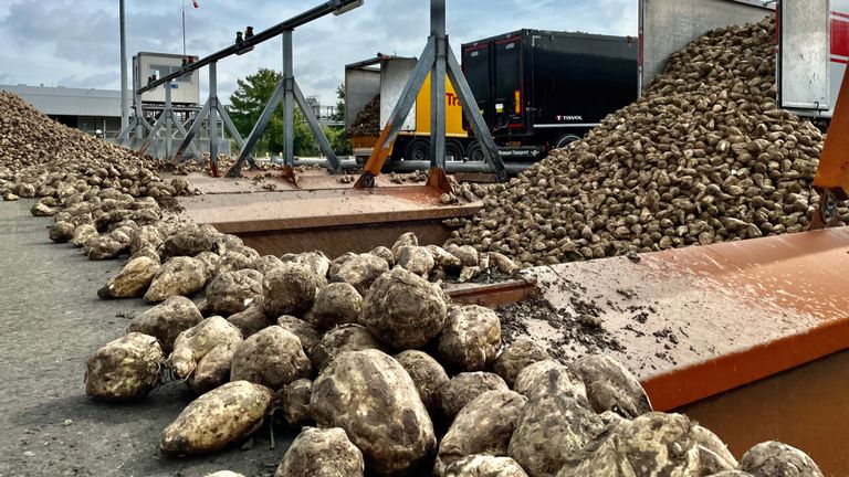 Uit de bieten wordt in de fabriek suiker gemaakt (foto: Erik Peeters)