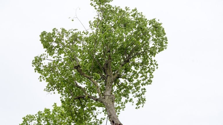 De boosdoener (foto: Albert Hendriks/Overloon Nieuws).