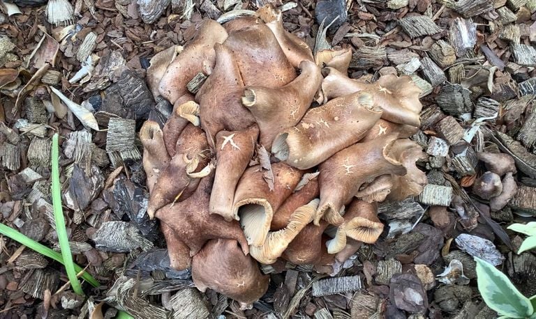 Vermoedelijk compostcollybia (foto: Nel Holla).