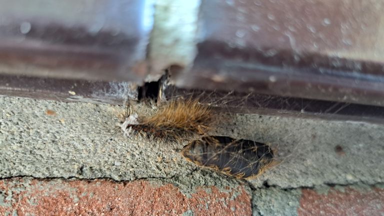 Een pop van de nachtvlinder plakker (foto: Hetty van Veghel).