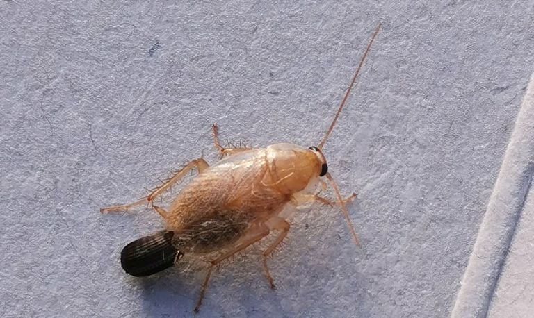 Een bleke kakkerlak (foto: Hilde de Regt).