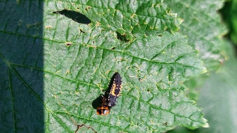 De larve en pop van een lieveheersbeestje (foto: Mariët van de Wiel).